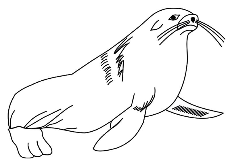 galapagos animals coloring pages - photo #26