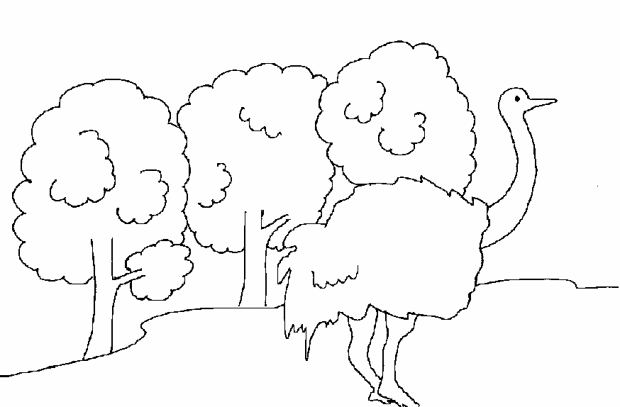 Ostrich printable coloring page for kids