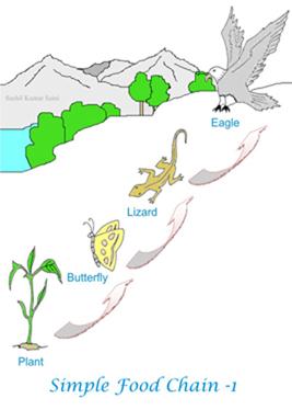 Food chain diagram-1 