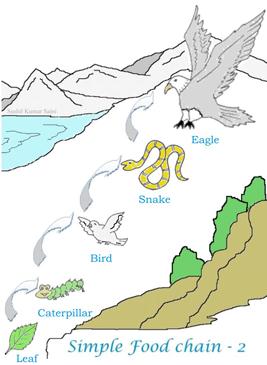 Food chain diagram-2 