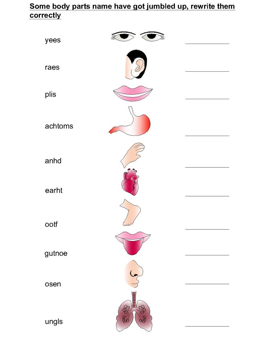 name-the-body-parts-worksheet-submited-images