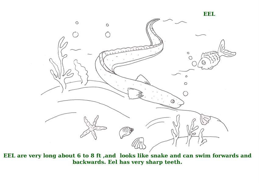 marina animal activity sheet pdf