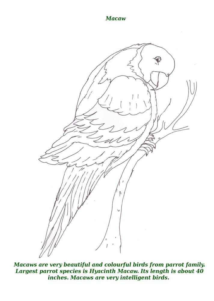 macaw coloring pages print - photo #49