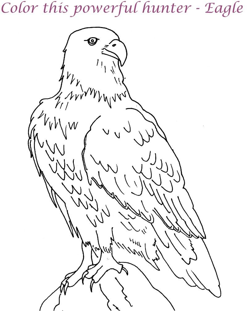 eagle coloring pages for preschoolers - photo #31