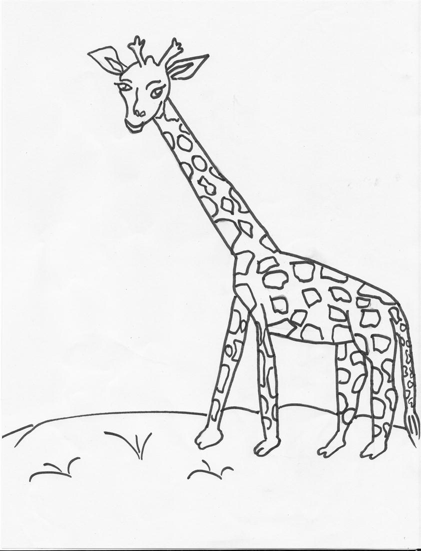 Herbivore Animal Coloring Pages Coloring Pages