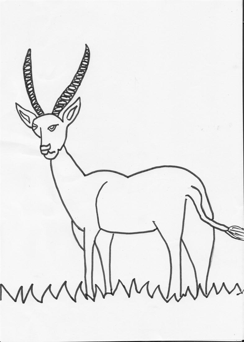 Antelope Coloring Page